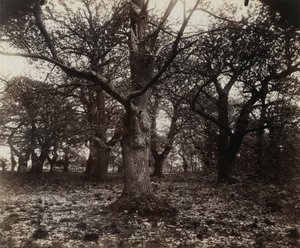 栗 作： Eugène Atget
